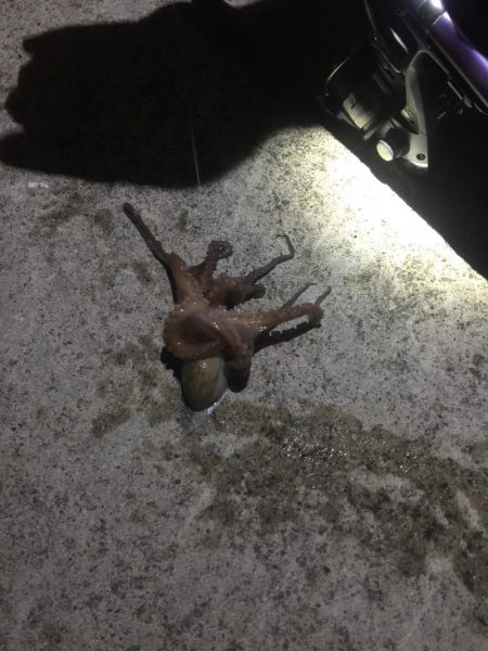 黒鯛　チャリコ　タコもゲット！！