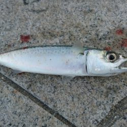 太刀魚 サゴシ サバ