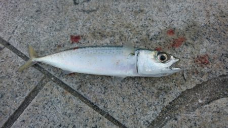 太刀魚 サゴシ サバ