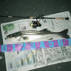 円山川夏シーバス