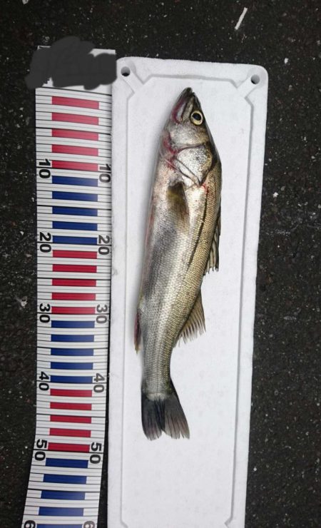 台風後シーバス