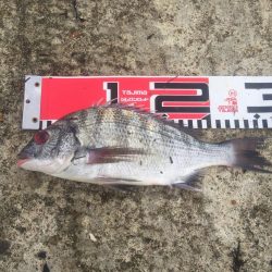 台風通過後の突風状態のホームで貴重なチヌ２尾げっと！