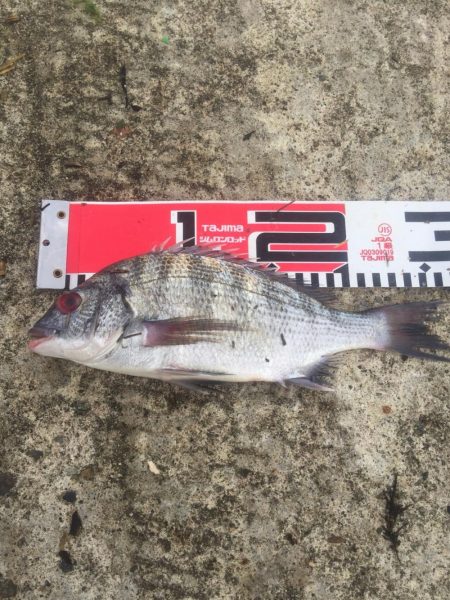 台風通過後の突風状態のホームで貴重なチヌ２尾げっと！