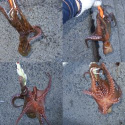 台風後のタコ爆釣