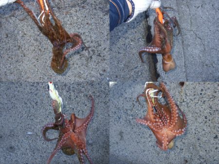 台風後のタコ爆釣