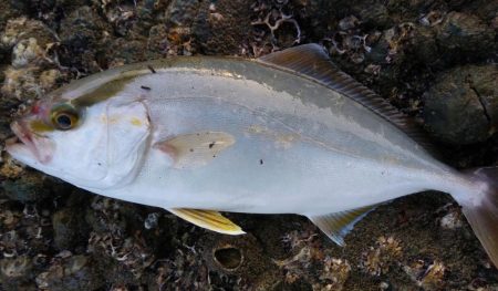 ロックショア！シオ乱舞！IN周参見