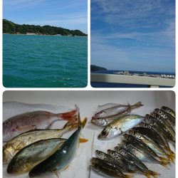 サビキでカンパチ❗