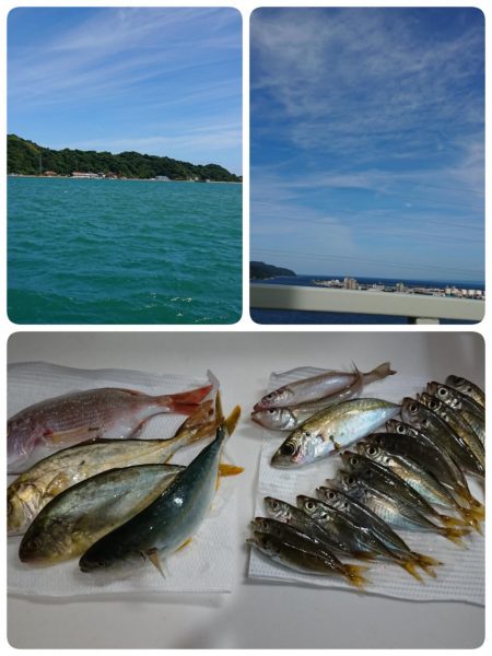 サビキでカンパチ❗