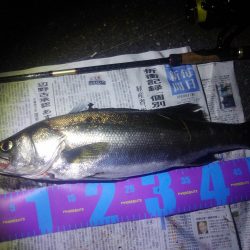 円山川シーバス❗