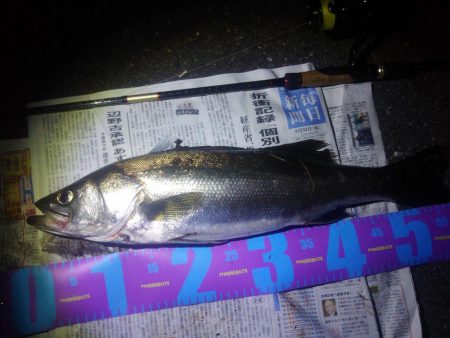 円山川シーバス❗