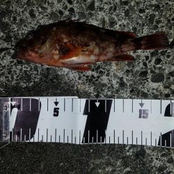 焼津港　太刀魚、カサゴ、アジ、サバ