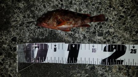 焼津港　太刀魚、カサゴ、アジ、サバ