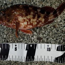 焼津河口周辺で　ハゼ釣りカサゴも釣れました