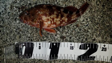 焼津河口周辺で　ハゼ釣りカサゴも釣れました