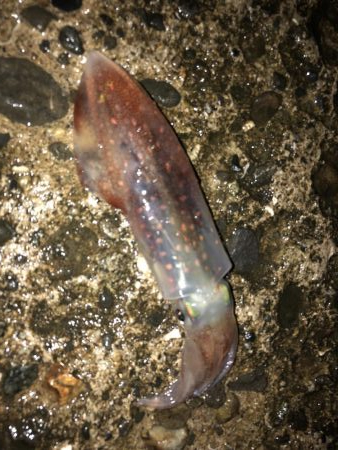 夏の風物詩！ケンサキイカ！！