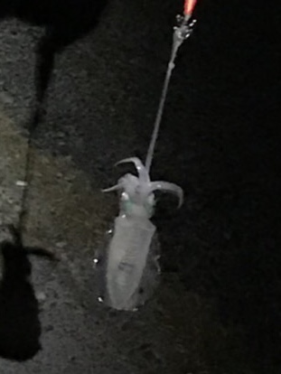 台風過ぎて初エギング^ ^