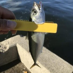 久しぶりのシーバス