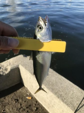 久しぶりのシーバス