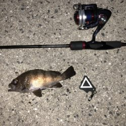 タチウオワインド