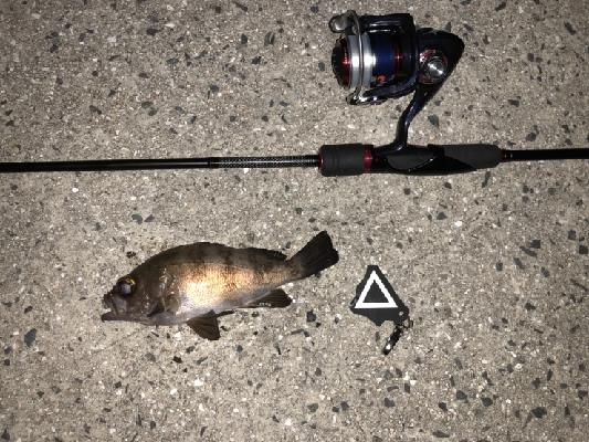 タチウオワインド