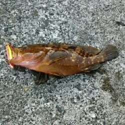 日本海釣行(二日目)