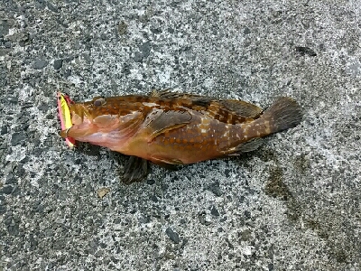 日本海釣行(二日目)