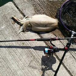 思わぬ大物が…