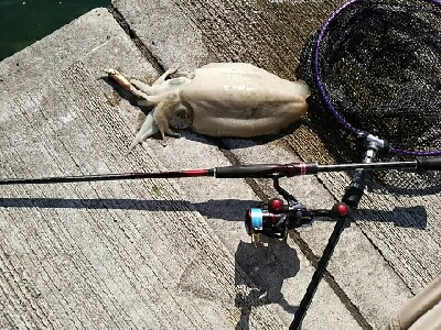 思わぬ大物が…