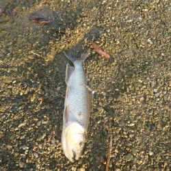 お盆最後にハス(ケタバス)釣り