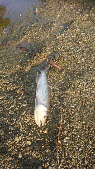 お盆最後にハス(ケタバス)釣り