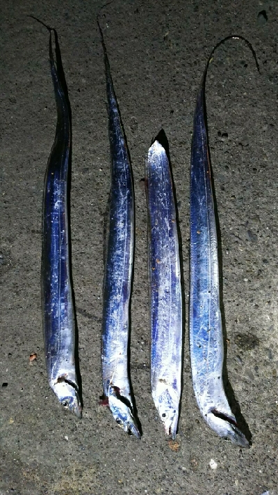 指二本サイズの太刀魚