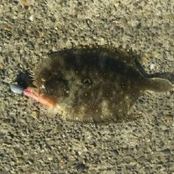 ロックフィッシュ