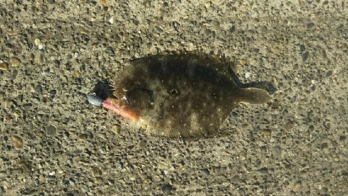 ロックフィッシュ