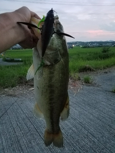 夕マズメ50有り無し
