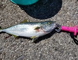 やっぱり生き餌が一番