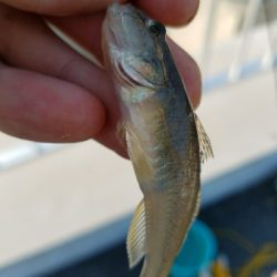 はぜ釣り ~キビレも多い~