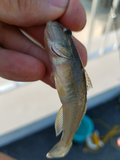 はぜ釣り ~キビレも多い~