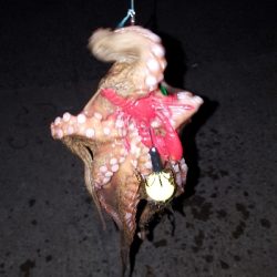 タコたこタコ！