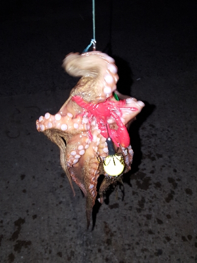 タコたこタコ！