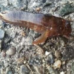 ハゲ釣り　～風波は大敵か～