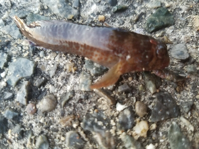 ハゲ釣り　～風波は大敵か～