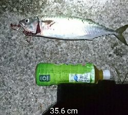 夜中のデカサバ狙い