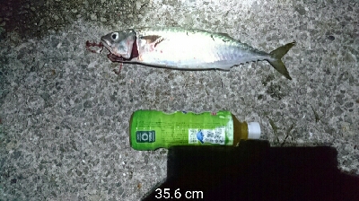 夜中のデカサバ狙い