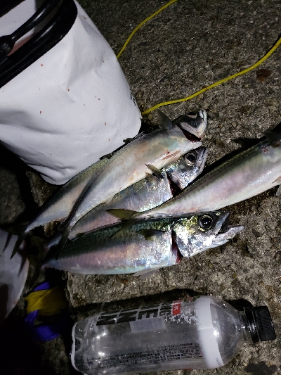 大サバ～～～～