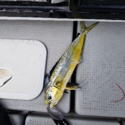 明石タイラバとキャスティング