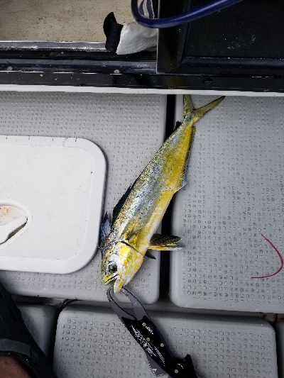 明石タイラバとキャスティング