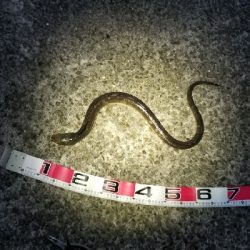 夕涼みの穴子釣り