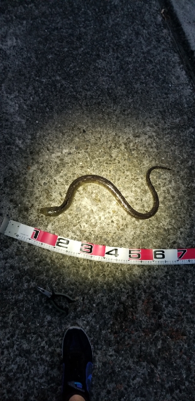 夕涼みの穴子釣り