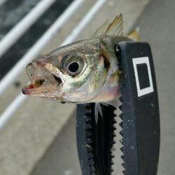 舞洲アジングNo5