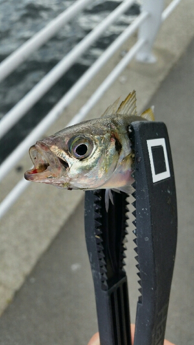 舞洲アジングNo5